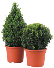 Buxbom Pyramid Ø23 cm